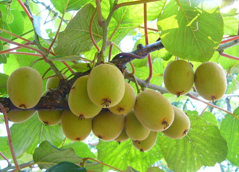 Kiwi Fruit in Zhangjiajie
